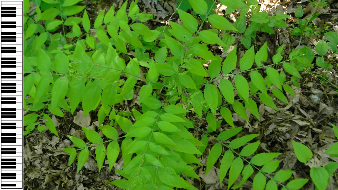 √2 (Original for Solo Piano) - Faith's Music