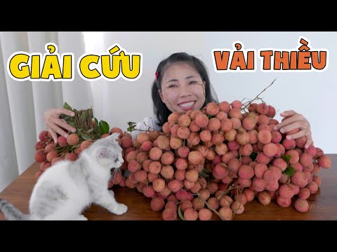 Phi Vụ Giải Cứu Vải Thiều