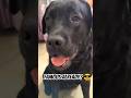 Fame Hitting Hard😎😂 | Black Labrador| #shorts #dog #funnydogs #viral