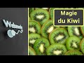 Que se passeratil si vous commencez  manger des kiwis tous les jours  avantages du kiwi