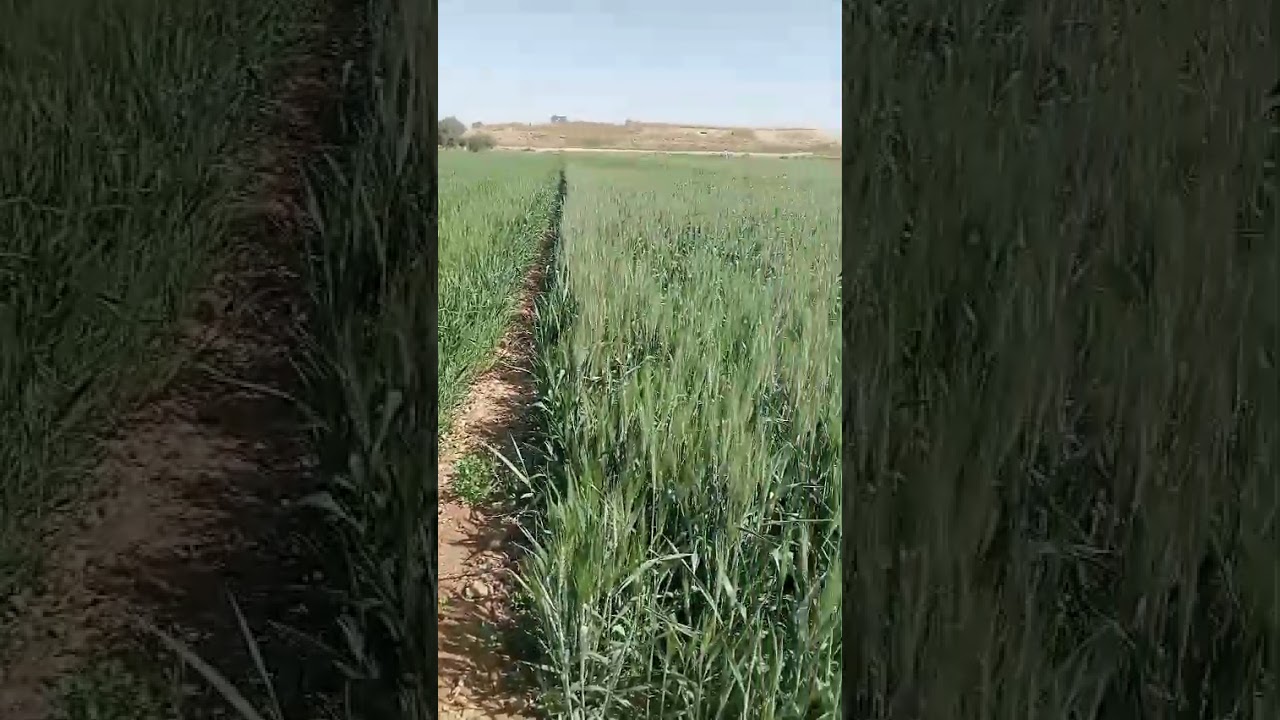 14فدان جمعيه ملك حيازة زراعيه للبيع 