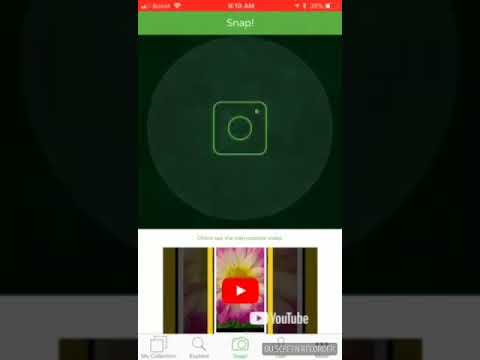 Como identificar arum seta verde com PlantSnap