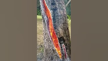 Tree burns from inside after lightning strike....!!! OMG