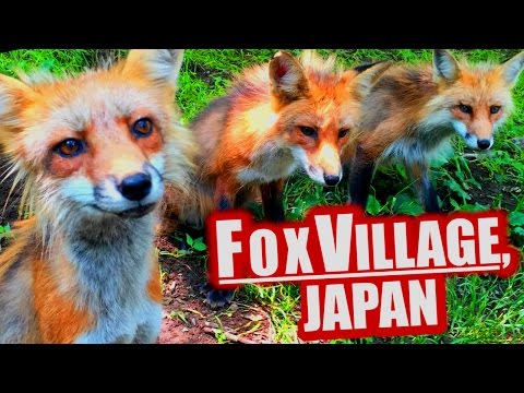 Fox Village, Japan: Cutest Place on Earth