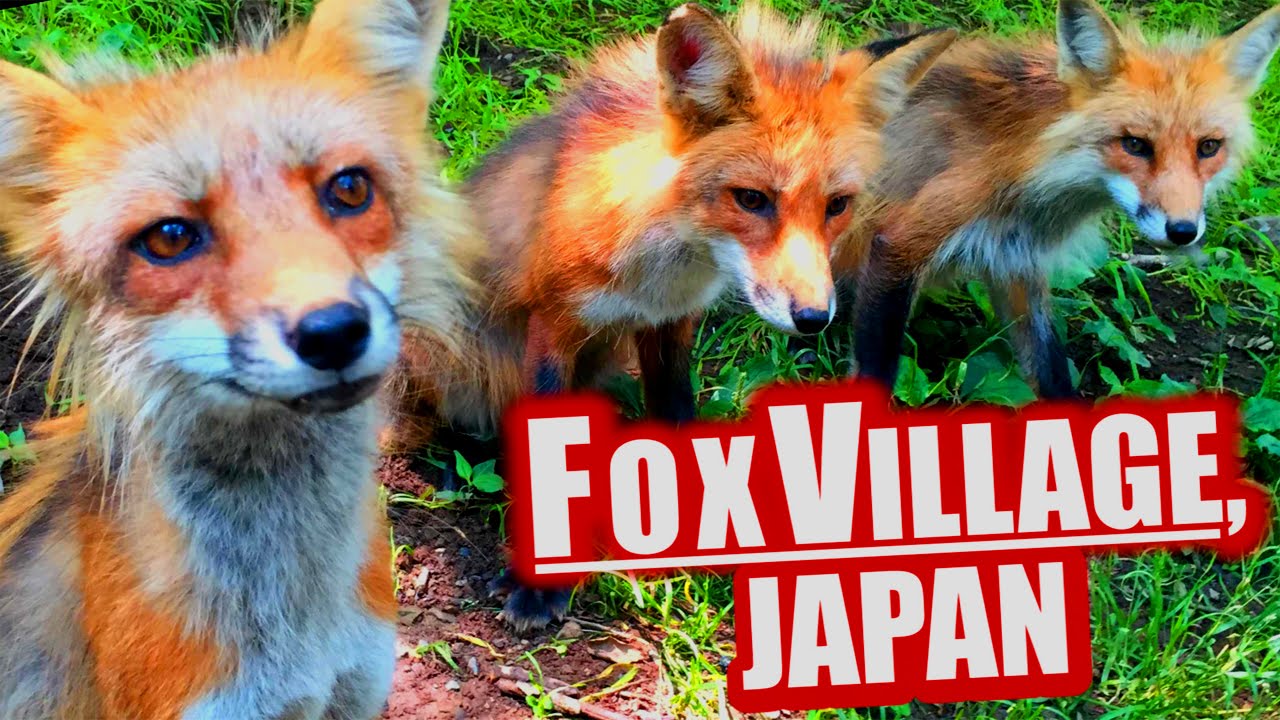 Fox Village, Japan: Cutest Place on Earth - Fox village is hidden away in the mountains of north Japan. Two hundred foxes; a beautiful village in a forest. A surreal place that you have to visit.