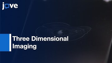 3-D Imaging of Nociceptive Intraepidermal Nerve Fibers | Protocol Preview