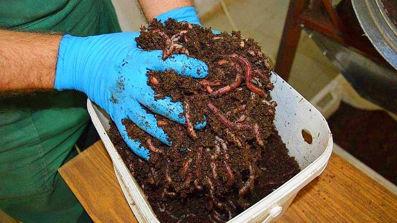 Как развести биогумус. Биогумус калифорнийский червь. Вермиферма биогумус.