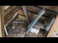 Proof That Chickens Do Eat Snakes Proof That Chickens Do Eat Snakes