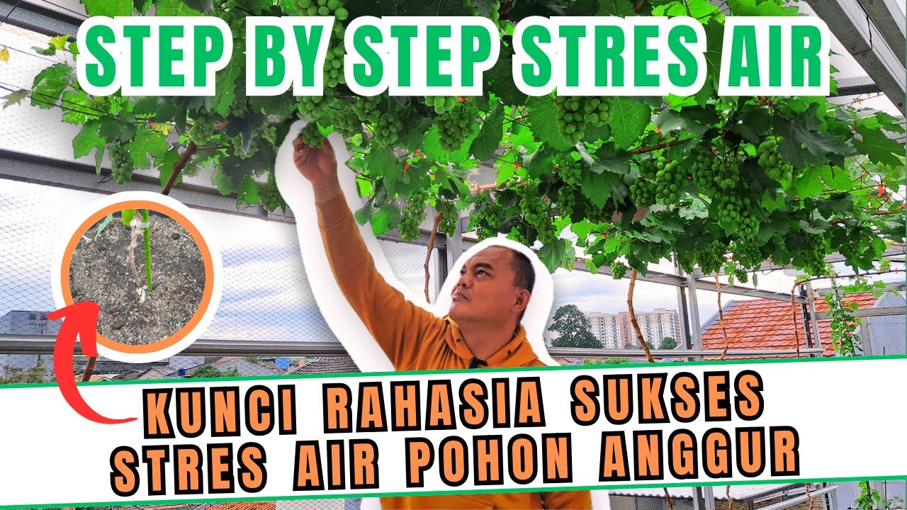 FULL ILMU LAGI‼️ STEP BY STEP PROSES STRES AIR DAN KUNCI RAHASIA SUKSES STRES AIR POHON ANGGUR