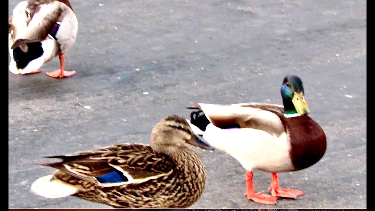 Did I Stop & SMELL the Roses? NO! I Watched Some SILLY DUCKS! YouTube