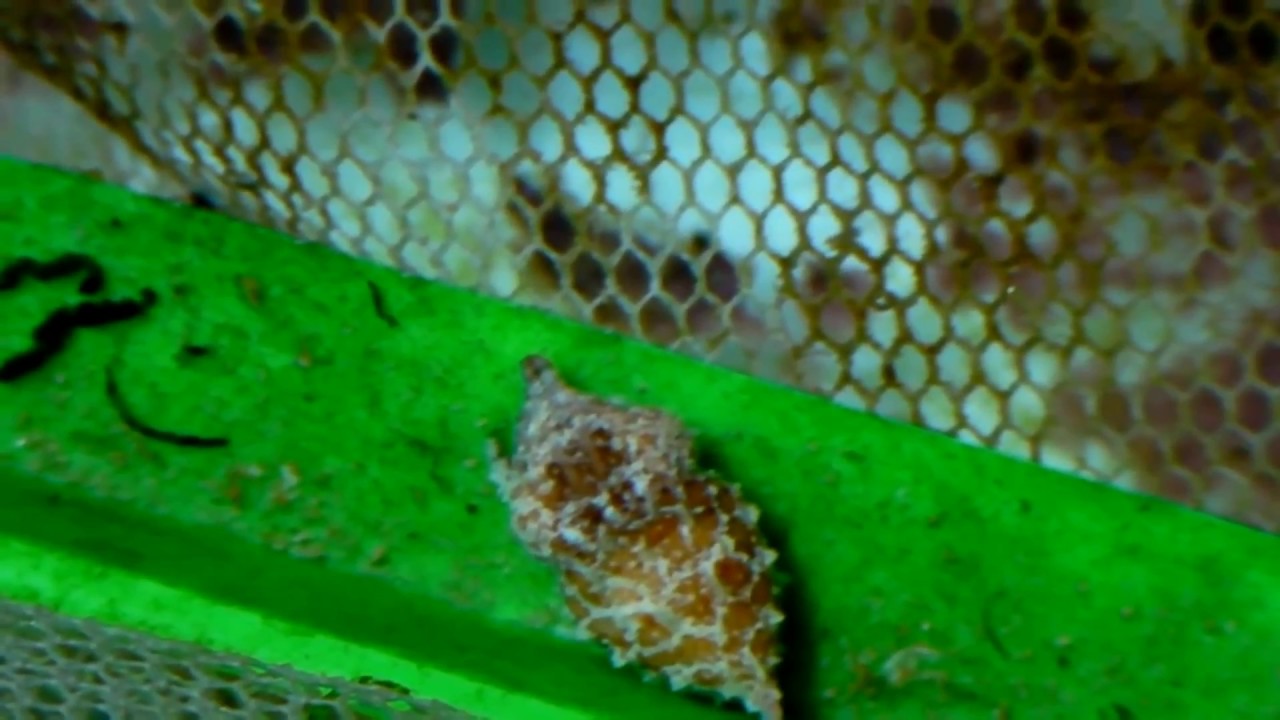 flashback friday keeping baby cuttlefish sepia bandensis