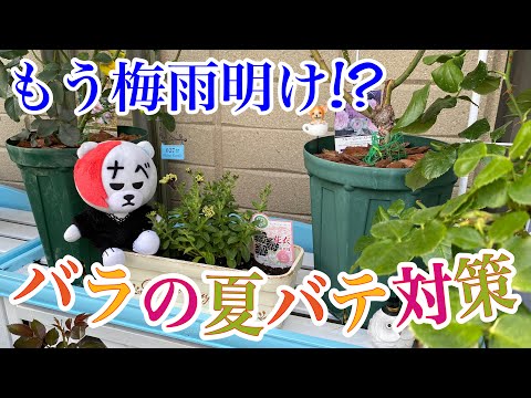 もう梅雨明け‼️【夏バテ対策】人も薔薇もクマもバシっと対策😊🐻🌹