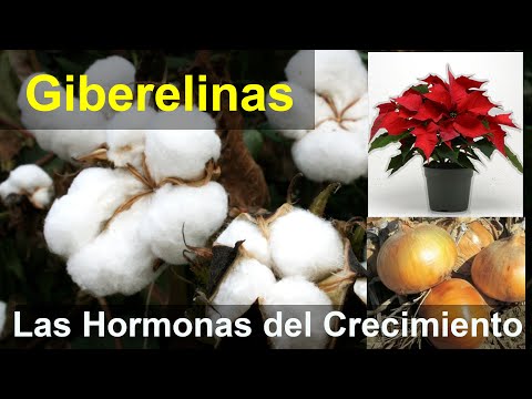 Video: ¿Cómo usan los agricultores las giberelinas?