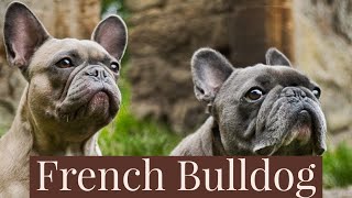 French Bulldog by Gods Creations Daily 323 views 1 year ago 1 minute, 16 seconds