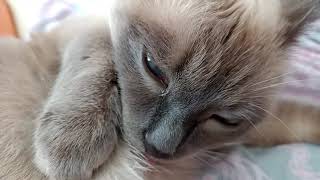 Cat Cleans Herself in Slow Motion by CAT for ALL 132 views 3 years ago 1 minute, 41 seconds