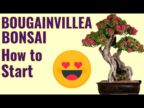 Videó: Bonsai Bougainvillea tippek – Készíthetsz bonsai-t Bougainvillea növényekből