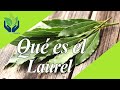 Laurel: tipos, propiedades, características, beneficios...