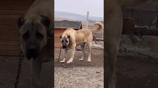 DO YOU KNOW ABOUT THE CENTRAL ASIAN SHEPHERD? COMMENT BELOW 👇 #shorts #trending #youtubeshorts #dog