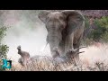 Слон в Деле / Слон Против Носорога, Бегемота, Автомобиля