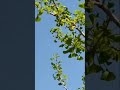 Ginkgo biloba tree at lake Merritt wildlife refuge