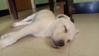 labarador? puppy ?cute sleeping video