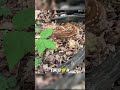 She Found Two of the Rarest Forest Sights… In One Walk 🌿🍄🦌