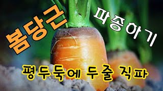 [텃밭농부.528] 봄당근 씨앗파종.텃밭농사.3월.귀농귀촌