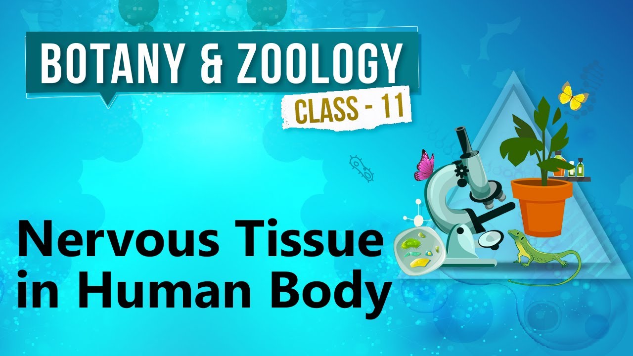 Nervous Tissue in Human Body - Study of Animal Tissue - Biology Class 11