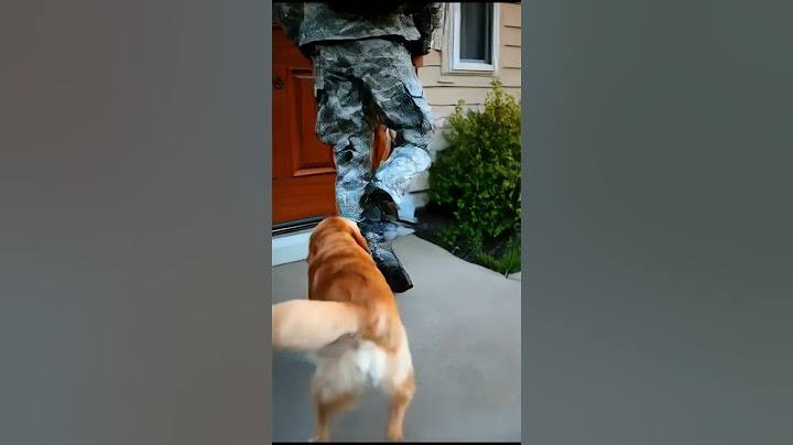 **"Dog Recognizes Owner After Years Apart! This Reunion Will Melt Your Heart ❤️"**