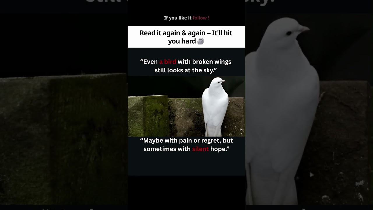 A bird with broken wings 