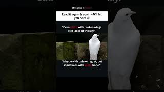 A Bird With Broken Wings