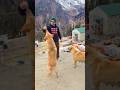 #manali #snowfall #enjoyment #trading #trading #vlog #traveling #shorts #viral #views #motivation