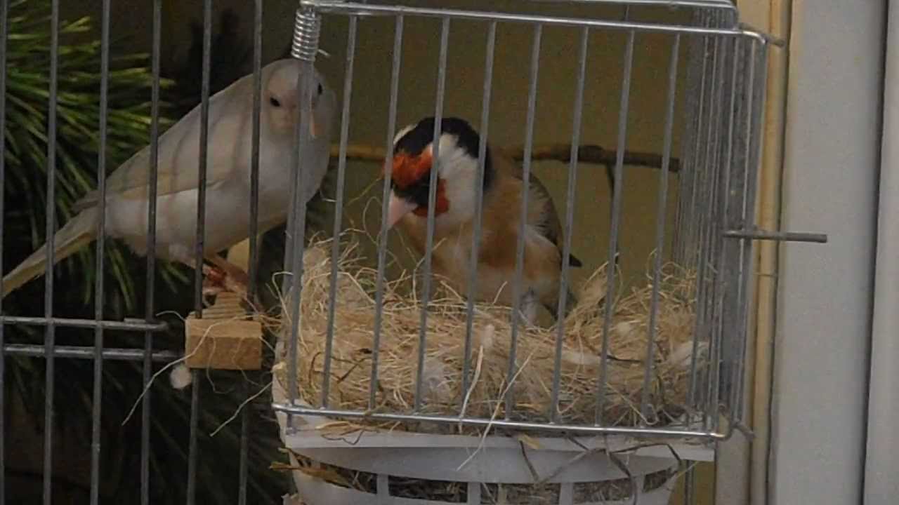 Stieglitz Kuriosität YouTube