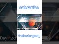 one apple 🍎 200 days in water ⁉️ #shorts #trending #viralvideo @twinstargang1899