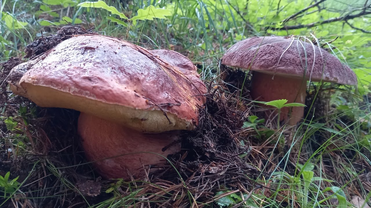 Boletus pinicola Μανιτάρια "χοιρόμορφα" 🐷 19 Ιουνίου 2022