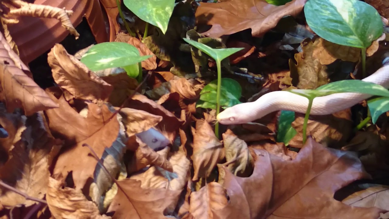 camera iphone 8 plus apk Kornnatter (Pantherophis guttatus)