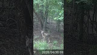 Coyote