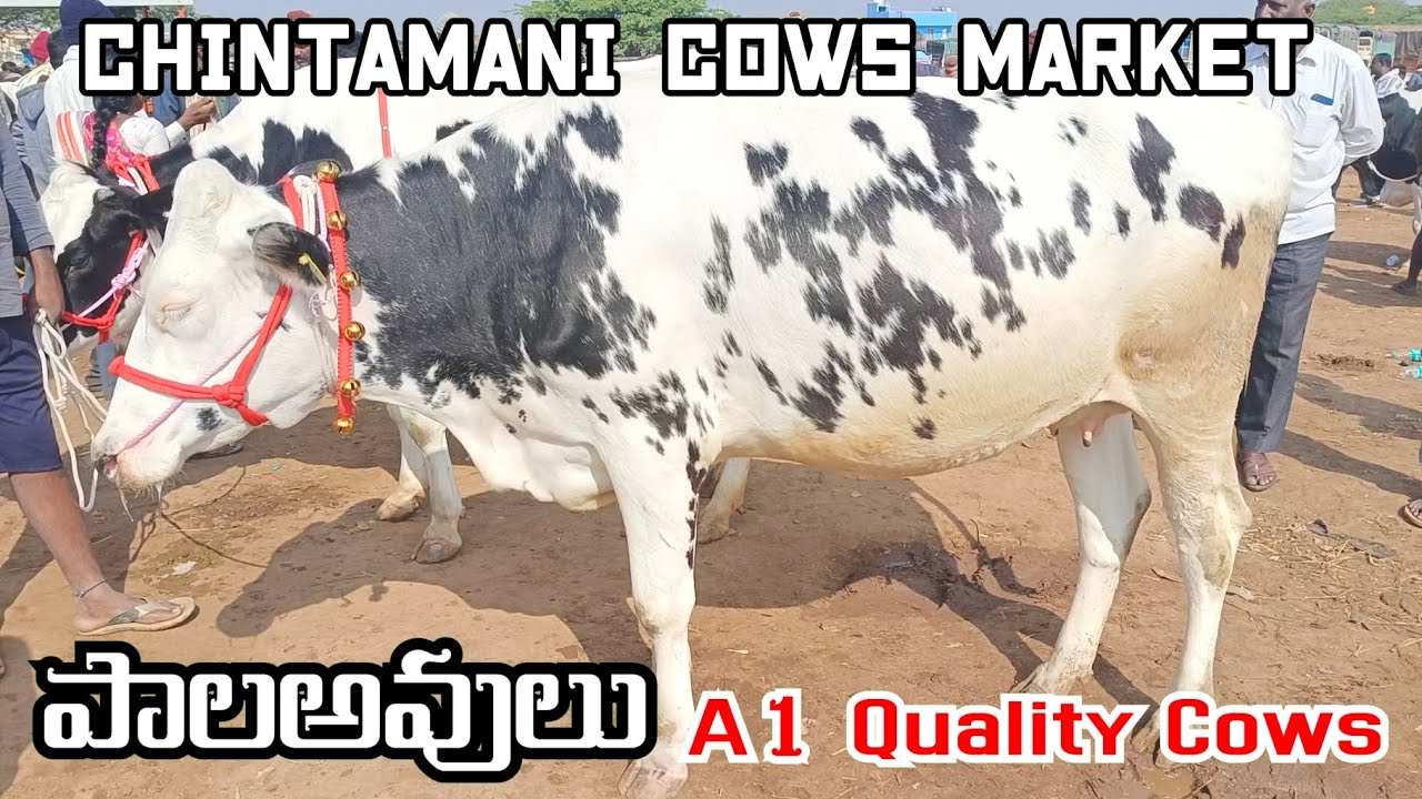 Chintamani Cows Market 🐄 Every Week 