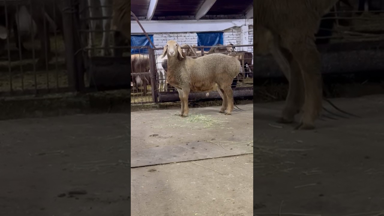 Тундра сын Танкера💣🔥 