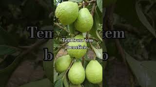 goiaba e seu benefício.