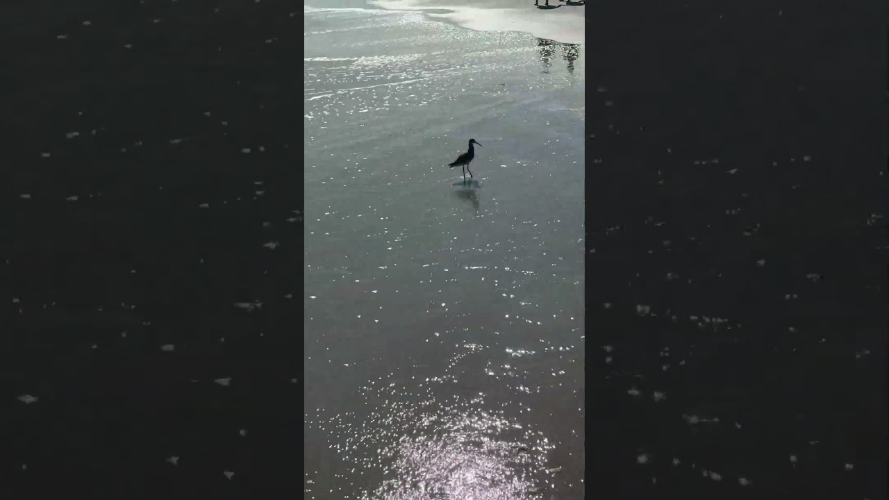 Sounds of the Beach 56  