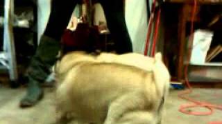 Pugs killing stuffed pug.
