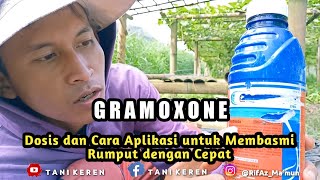 Dosis dan cara aplikasi gramoxone membasmi rumput