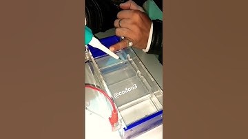 Loading of DNA to electrophoresis with 6X loading dye