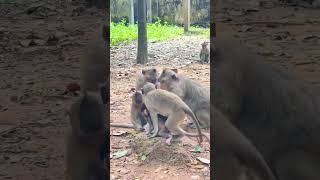 FAMILY MONKEYS. #funnymonkeys #animalkingdom #monkeyadventures #naturelovers #animaleducation