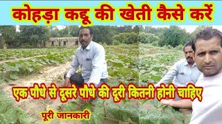 कोहड़ा कद्दू की खेती कैसे करें|kohada kaddu ki kheti kaise kare|ek पौधे से दूसरे paudhe ki दूरी कितनी