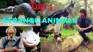 the top 5 weirdest animals you've probably never heard of