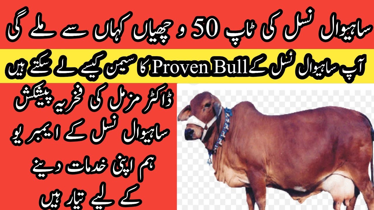 Availability of best Sahiwal heifers II Sahiwal best cows and proven semen I Progeny testing program