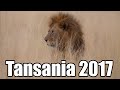 Tansania Juni 2017 Nationalpark Ngorongoro Tarangire Serengeti / lange Version