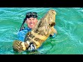 *GOLIATH GROUPER*. Catch Clean and Cook